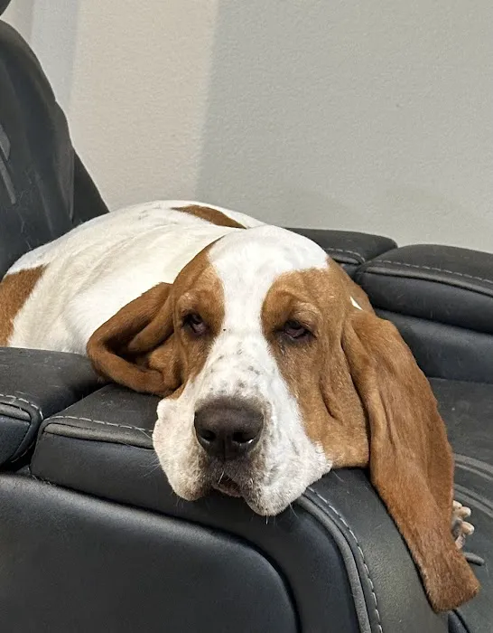 Treasured Pets Veterinary Hospital Picture 3