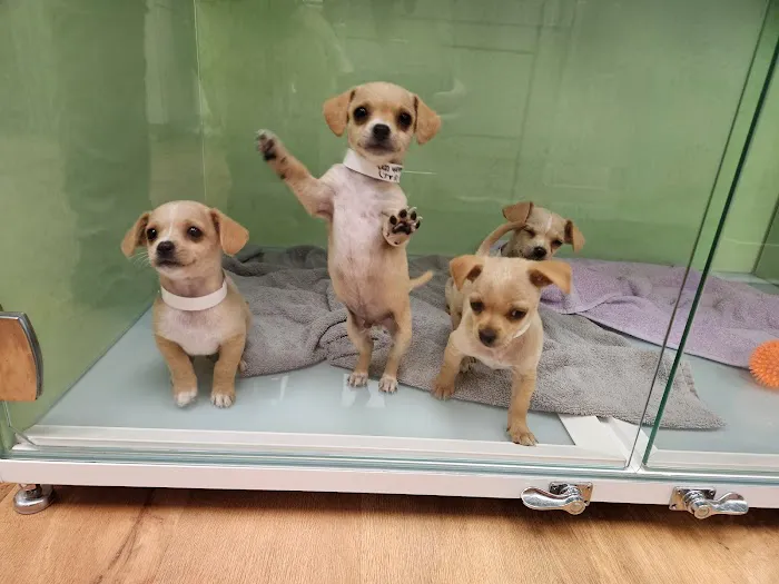 Treasured Pets Veterinary Hospital Picture 8