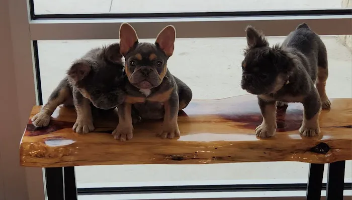 Treasured Pets Veterinary Hospital Picture 4