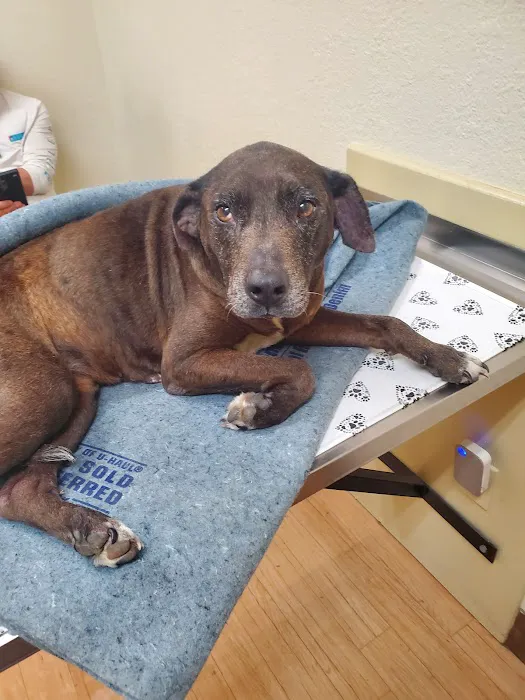 Companion Animal Care Clinic Picture 1