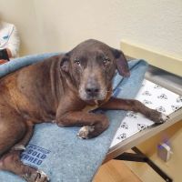 Companion Animal Care Clinic ico
