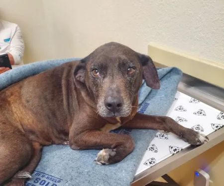 Companion Animal Care Clinic