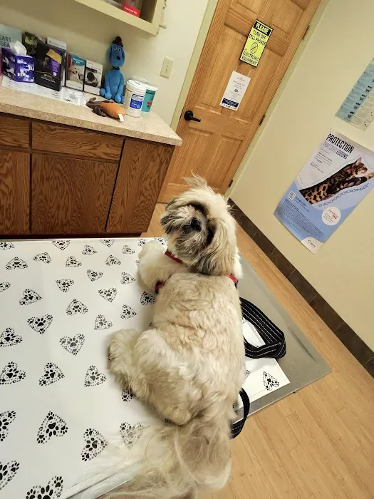 Companion Animal Care Clinic Picture 4