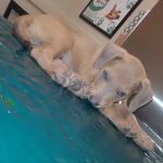 VCA Forney Animal Hospital