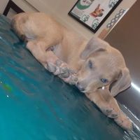 VCA Forney Animal Hospital ico