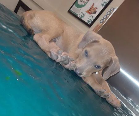 VCA Forney Animal Hospital