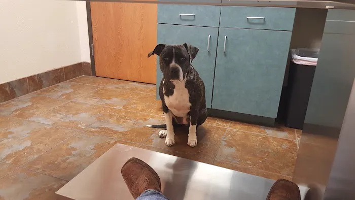 VCA Forney Animal Hospital Picture 9
