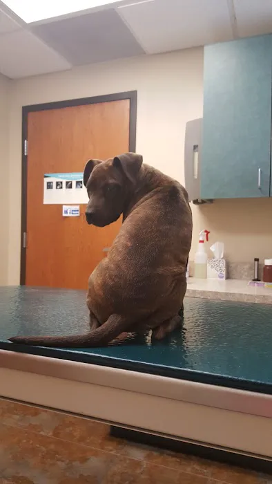 VCA Forney Animal Hospital Picture 4