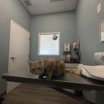 easyvet Veterinarian Forney
