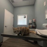 easyvet Veterinarian Forney ico
