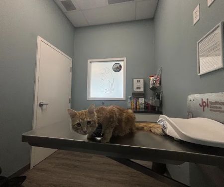 easyvet Veterinarian Forney