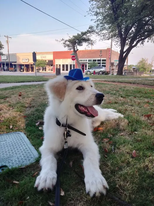 easyvet Veterinarian Forney Picture 3