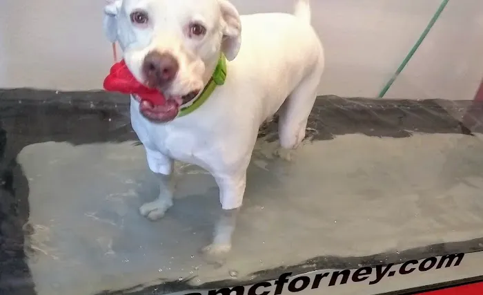 Animal Medical Center of Forney Picture 4