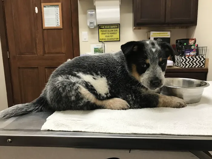 Animal Medical Center of Forney Picture 1