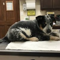 Animal Medical Center of Forney ico