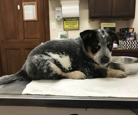 Animal Medical Center of Forney