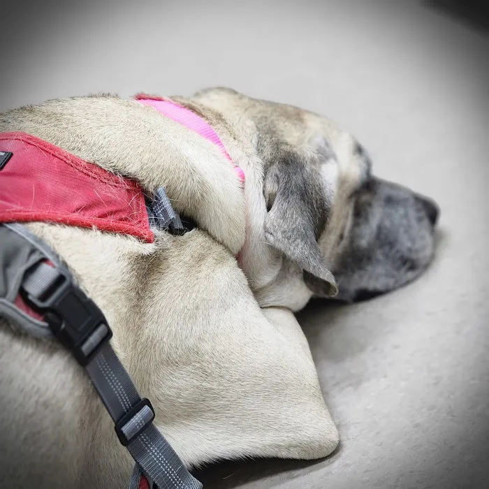 Animal Medical Center of Forney Picture 5