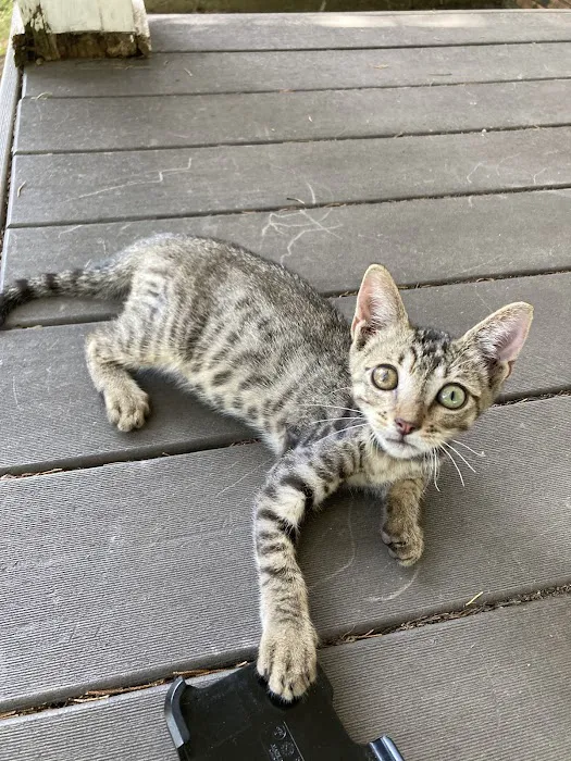 Bluebonnet City Vet Clinic Picture 4