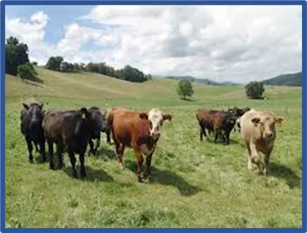 Dr. R.C. Rogers Livestock Consulting, Inc. Picture 1
