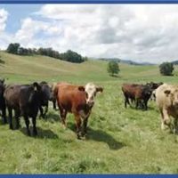 Dr. R.C. Rogers Livestock Consulting, Inc. ico
