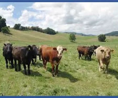 Dr. R.C. Rogers Livestock Consulting, Inc.