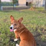 Rogers Animal Hospital
