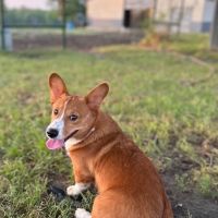 Rogers Animal Hospital ico