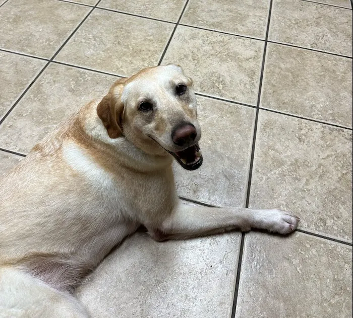 Rogers Animal Hospital Picture 4