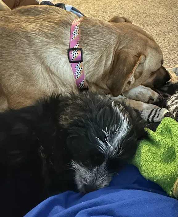 Rogers Animal Hospital Picture 2