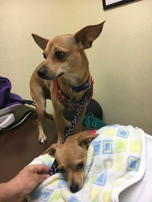 Rowlett Veterinary Clinic Picture 9