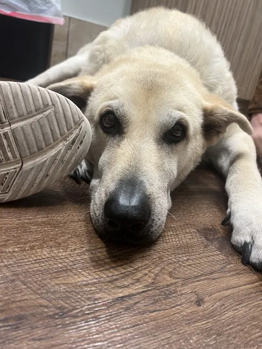 Rowlett Veterinary Clinic Picture 3