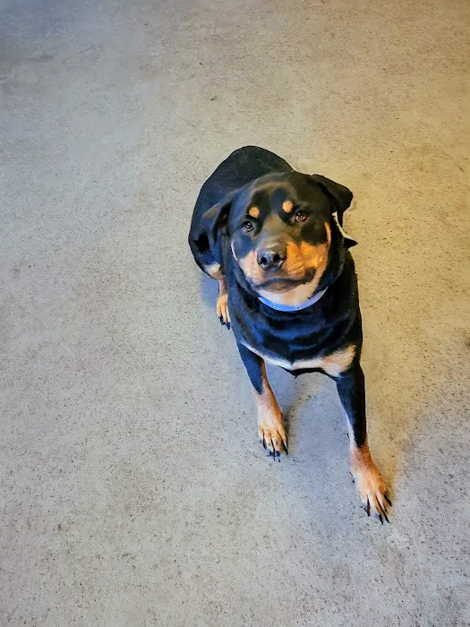 Rowlett Veterinary Clinic Picture 7