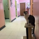 Arbor Pointe Veterinary Hospital