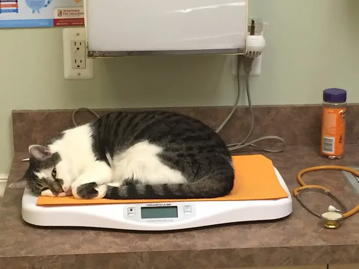 Arbor Pointe Veterinary Hospital Picture 5