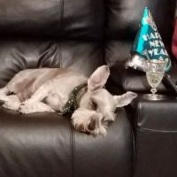 Lilley Veterinary Medical Center ico