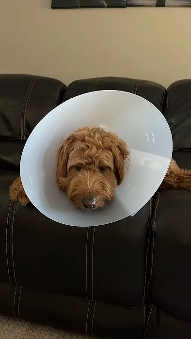 Lilley Veterinary Medical Center Picture 2