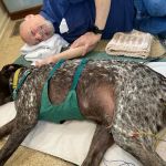 Comfort Care Veterinary Services