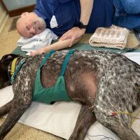 Comfort Care Veterinary Services ico