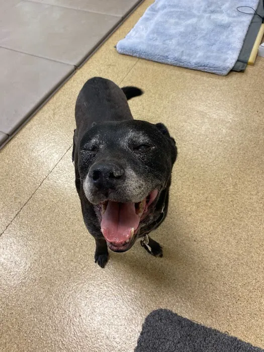 Comfort Care Veterinary Services Picture 4