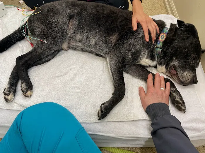 Comfort Care Veterinary Services Picture 9