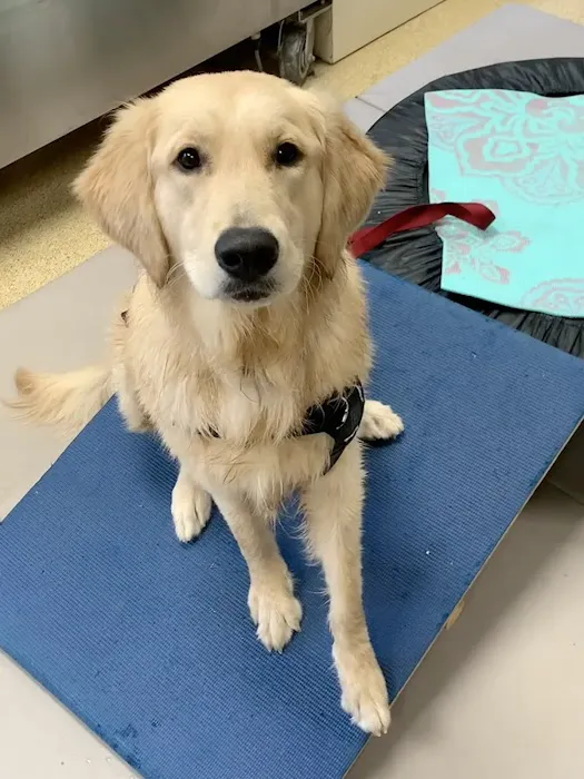 Comfort Care Veterinary Services Picture 2