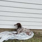 Advanced Veterinary Care Group