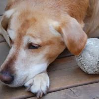 Veterinary General Inc ico
