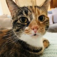 Shelby Veterinary Hospital ico