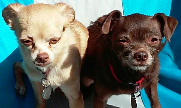 Stony Creek Veterinary Hospital Picture 3