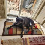 Stony Creek Veterinary Hospital