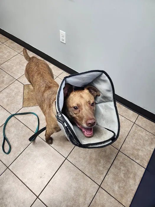 Canton Animal Hospital Picture 10