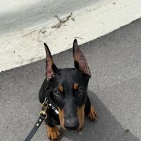 Canton Animal Hospital ico