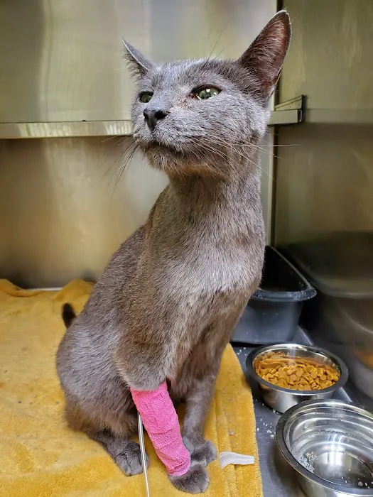 Canton Animal Hospital Picture 2
