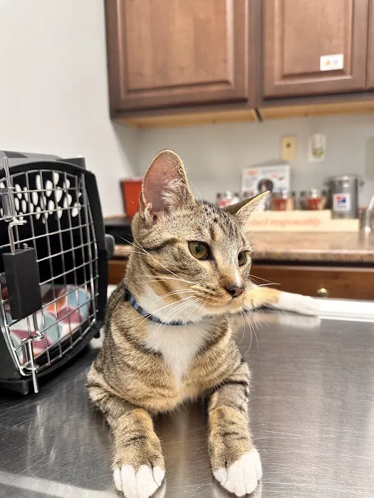 Canton Animal Hospital Picture 3